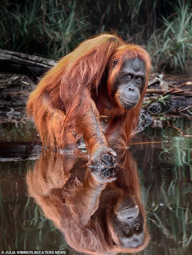 Orangutans